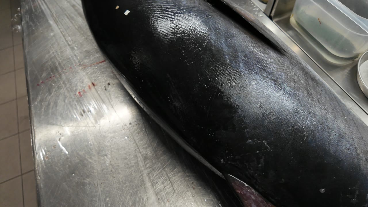 Ristorante giapponese, taglio del tonno, Ristorazione